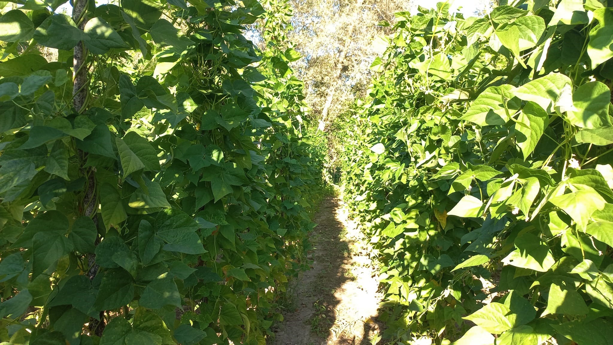 Yozgat'ta ‘Araplı fasulyesi’ hasadı başladı (2)