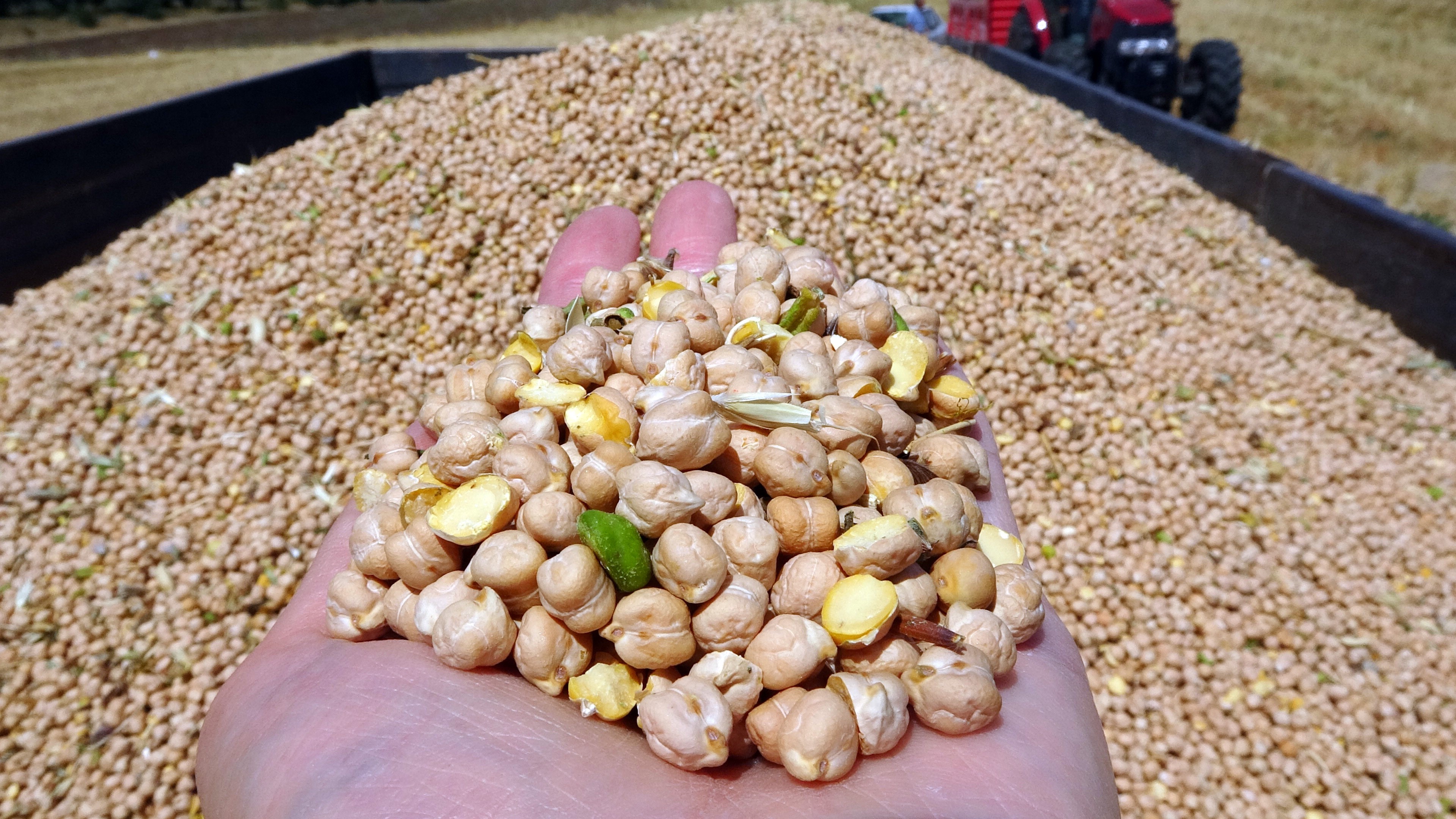 Yozgat’ta aşırı sıcaklar nohutu olumsuz etkiledi (2)