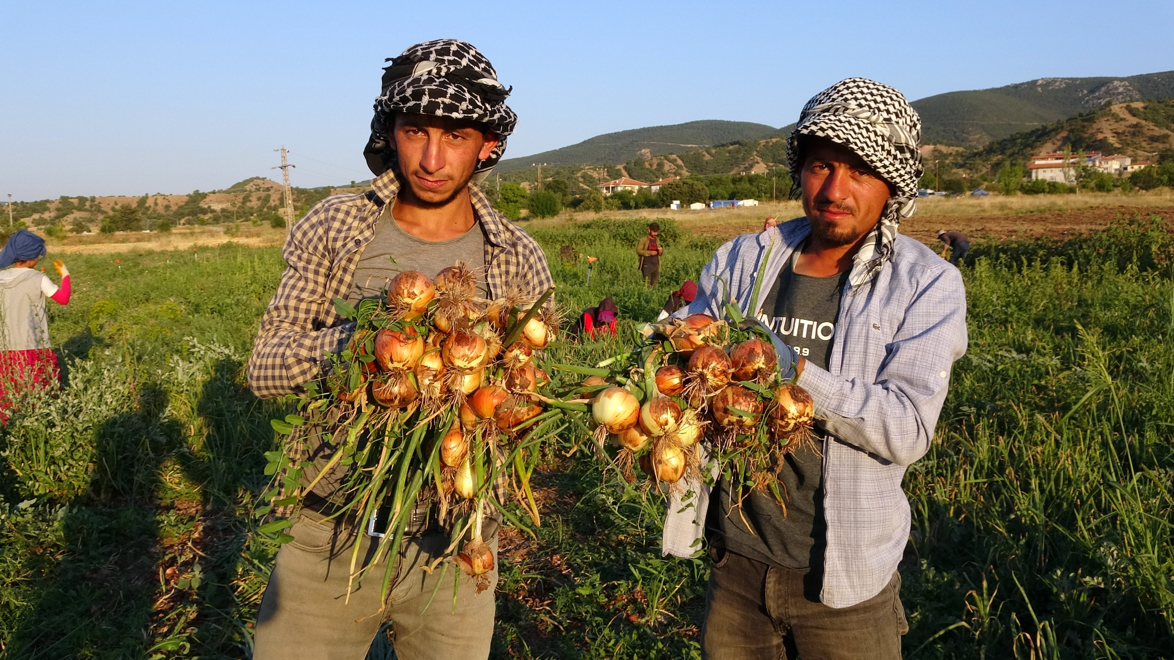 Yozgat'ta soğan tarlada 5, tezgahlarda 15 lira (2)