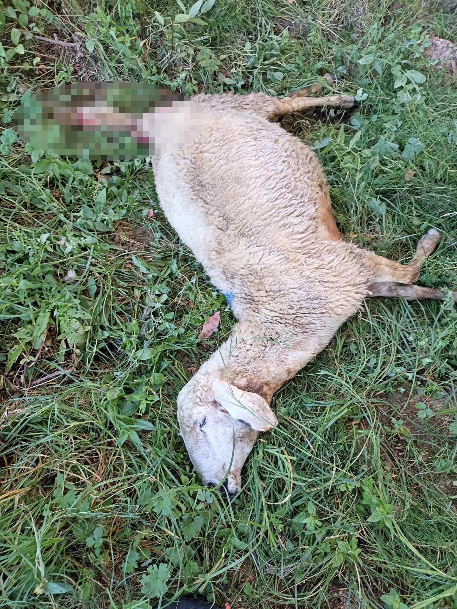 Yozgat’ta sürüye saldıran kurt 30 koyunu telef etti (1)