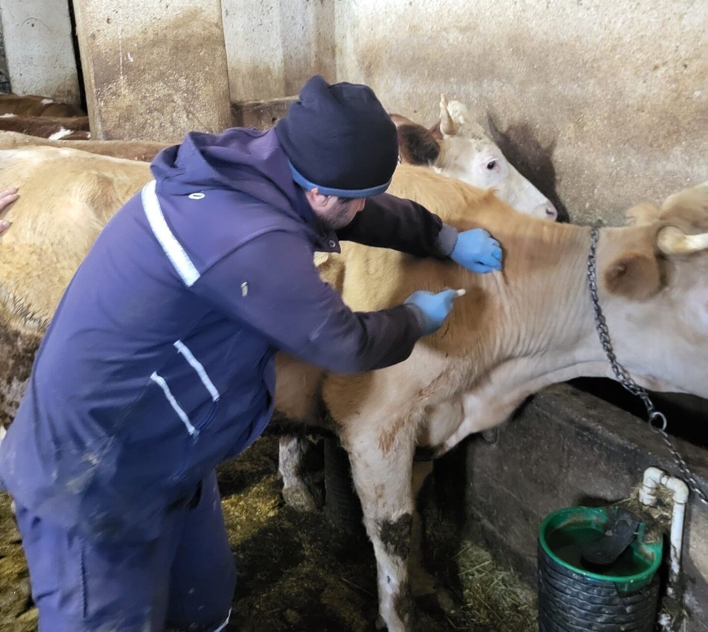 Demirözü'nde aşılama ve küpeleme çalışmaları devam ediyor