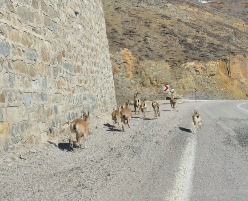 Gümüşhane'de yaban keçileri yavrularıyla birlikte görüntülendi