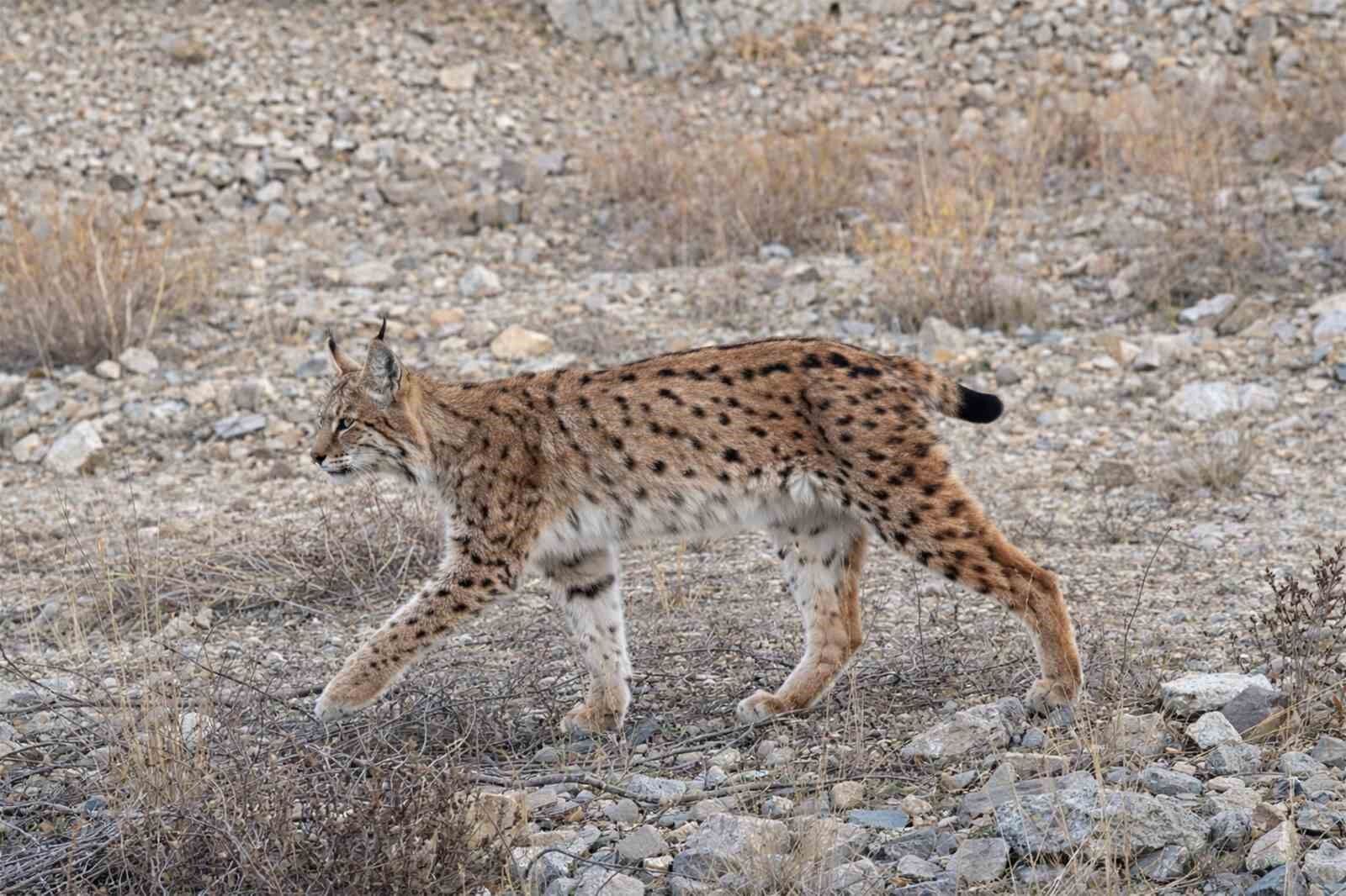 IUCN kırmızı listesinde yer alıyor: 'Ormanın hayaleti' en net haliyle görüntülendi