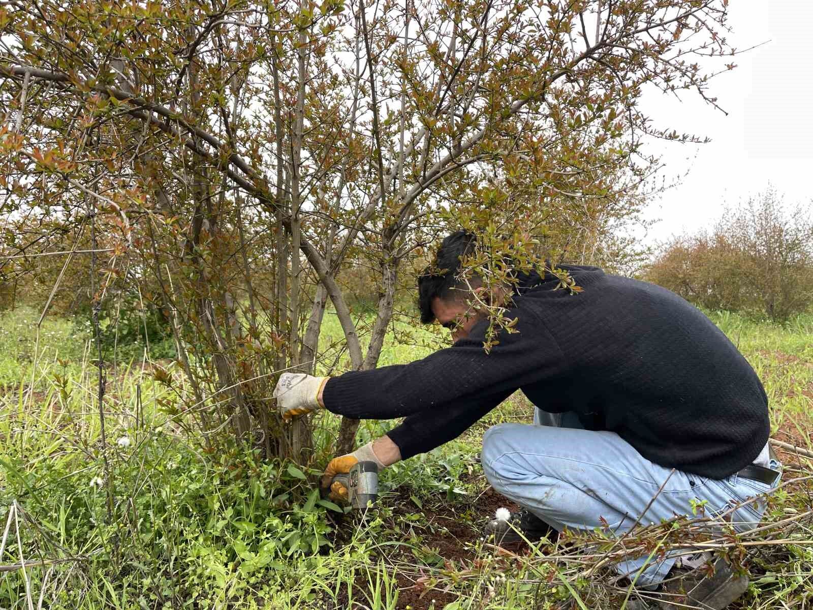 AB tescilli Suruç narında budama zamanı