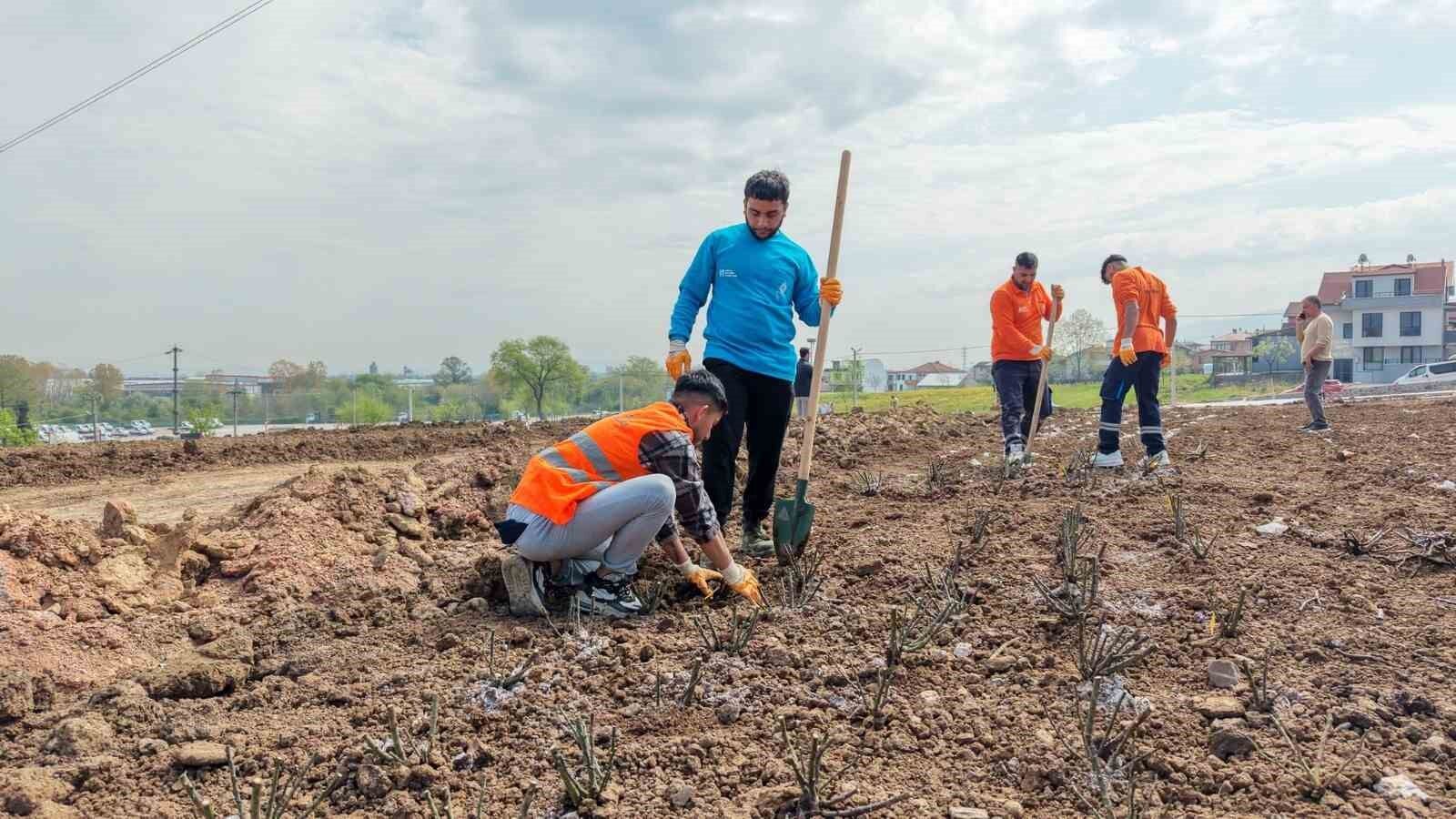 Başiskele'de 15 bin gül fidanı toprakla buluşuyor