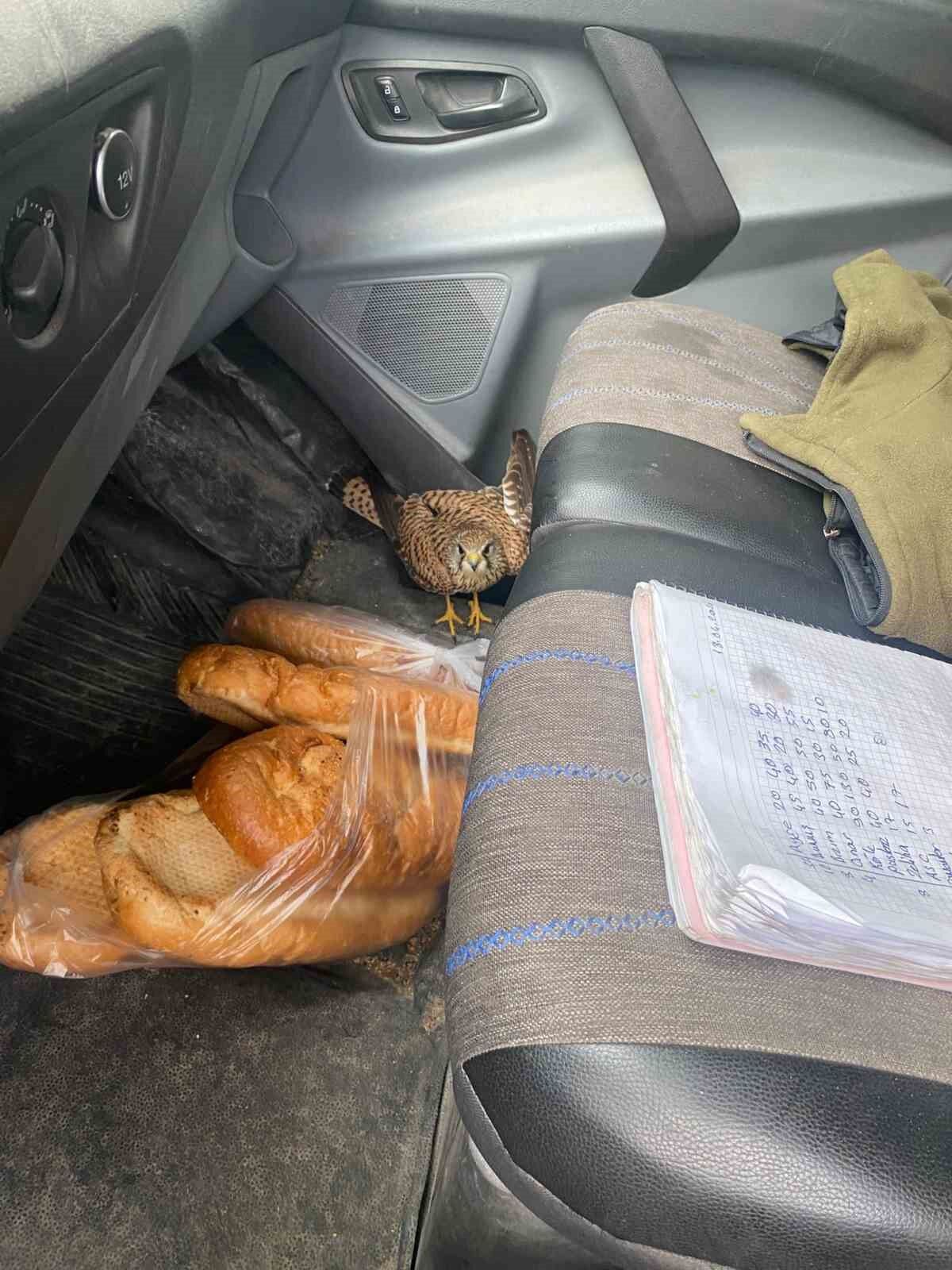 Dörtyol'da yaralı atmaca araca sığındı