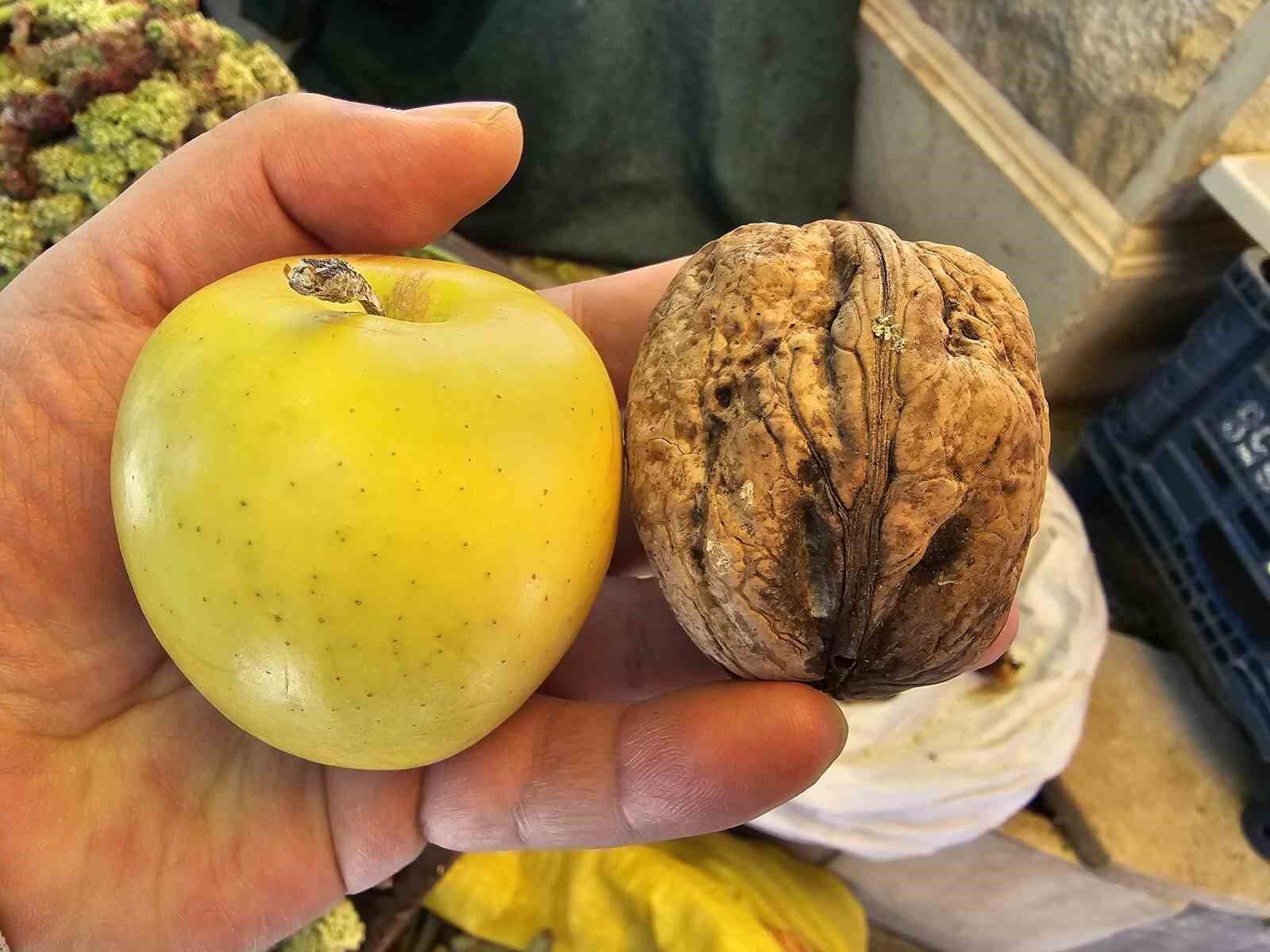 Elazığ'da elma büyüklüğünde cevizler ilgi çekiyor