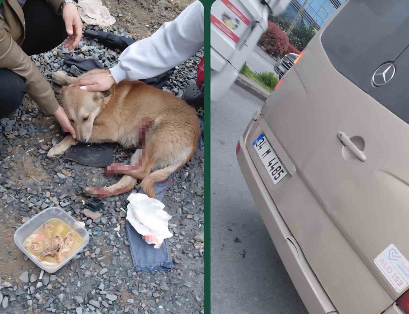 'Köpeğe çarptın' tartışması kamerada
