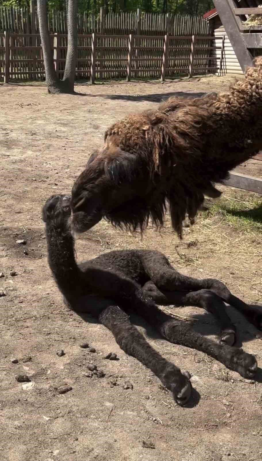 Ormanya'da doğan yavru deve için renkli kutlama