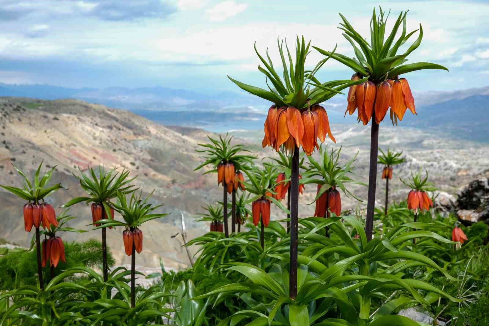Sakız Dağı'nda ters laleler görsel şölen sunuyor