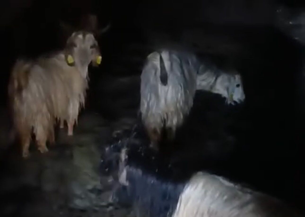 Yüksekova'da ahırları su bastı: Mahsur kalan hayvanlar kurtarıldı