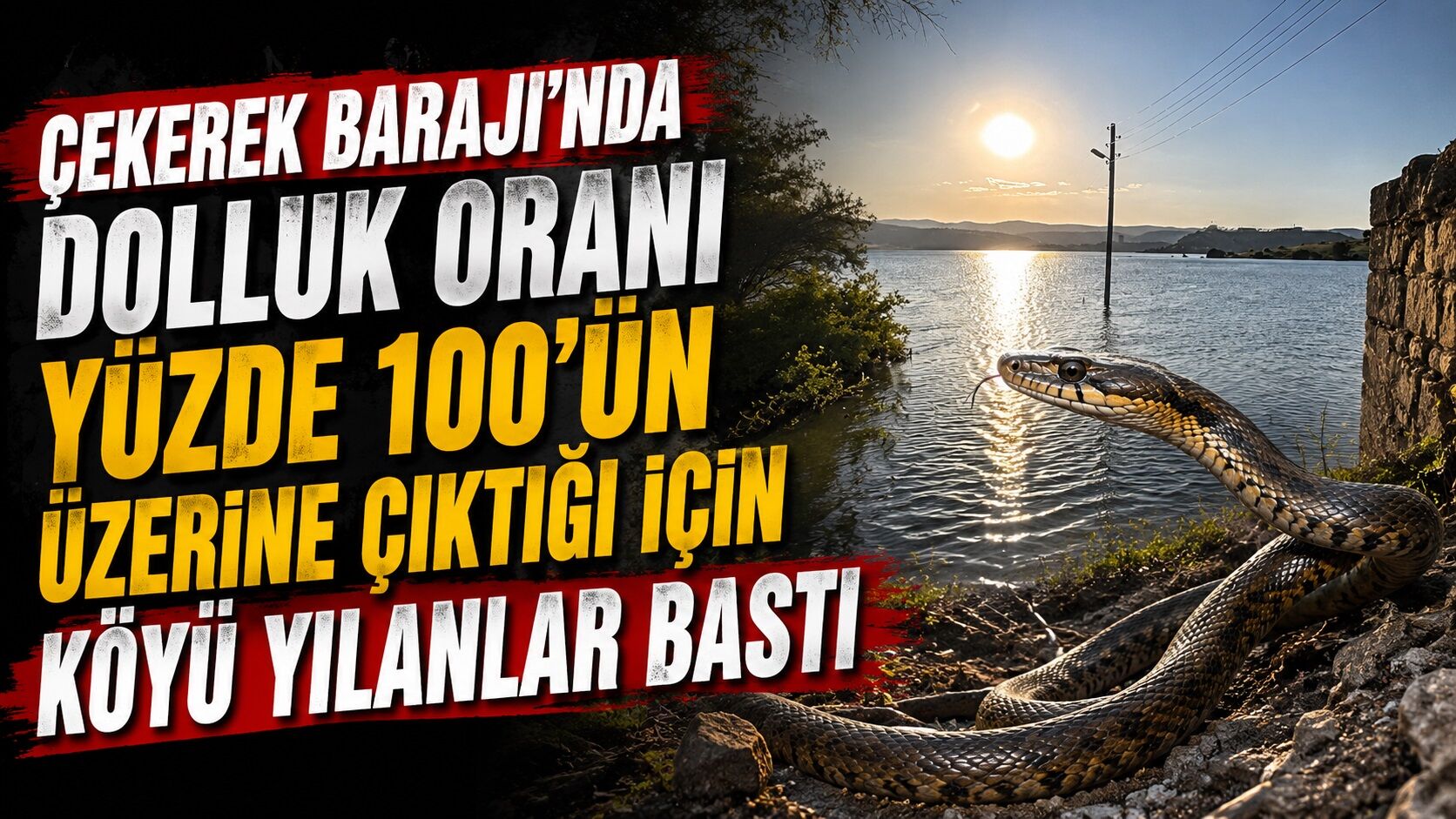 Çekerek Barajı'nda dolluk oranı yüzde 100'ün üzerine çıktığı için köyü yılanlar bastı