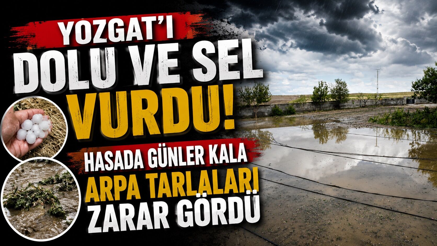 Dolu ve sel vurdu, hasada günler kala arpa tarlaları zarar gördü