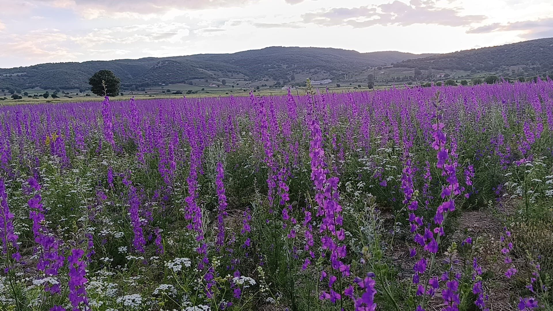 Tarlalar Mora Boyandı (2)
