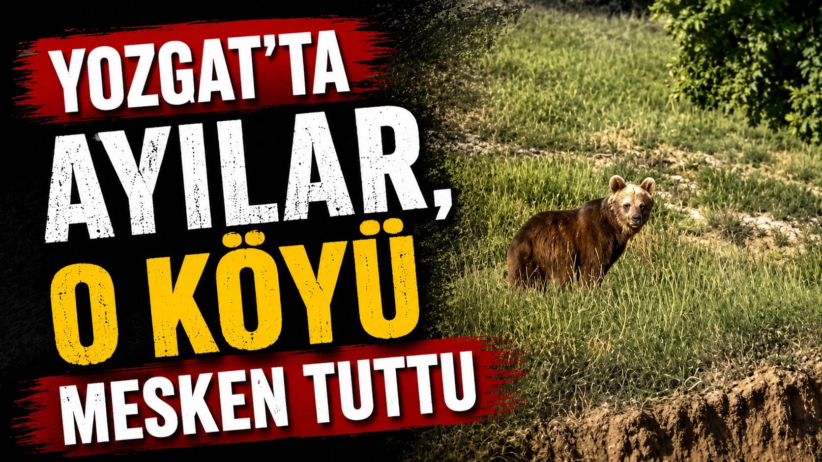 Yozgat'ta ayılar, o köyü mesken tuttu