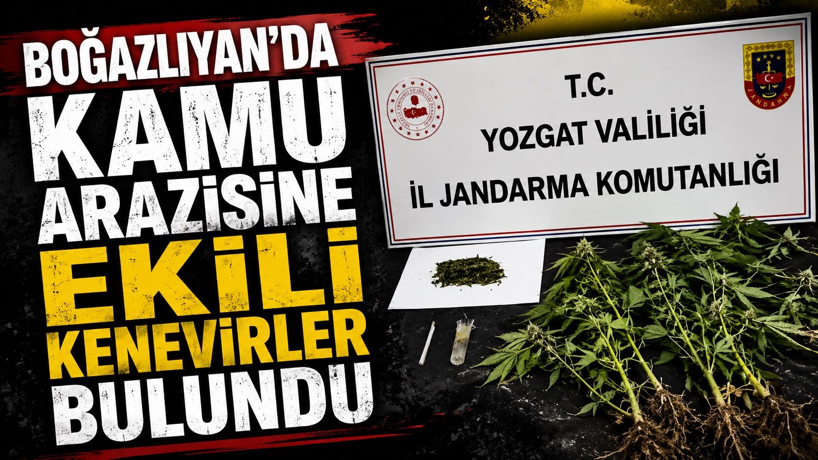 Boğazlıyan'da Kamu Arazisine Ekili Kenevirler Bulundu