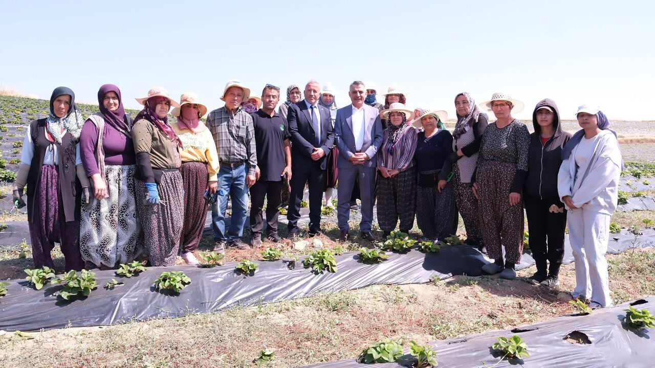 Vali Özkan'dan Doğankent'teki Çilek Tarlasına Ziyaret (2)