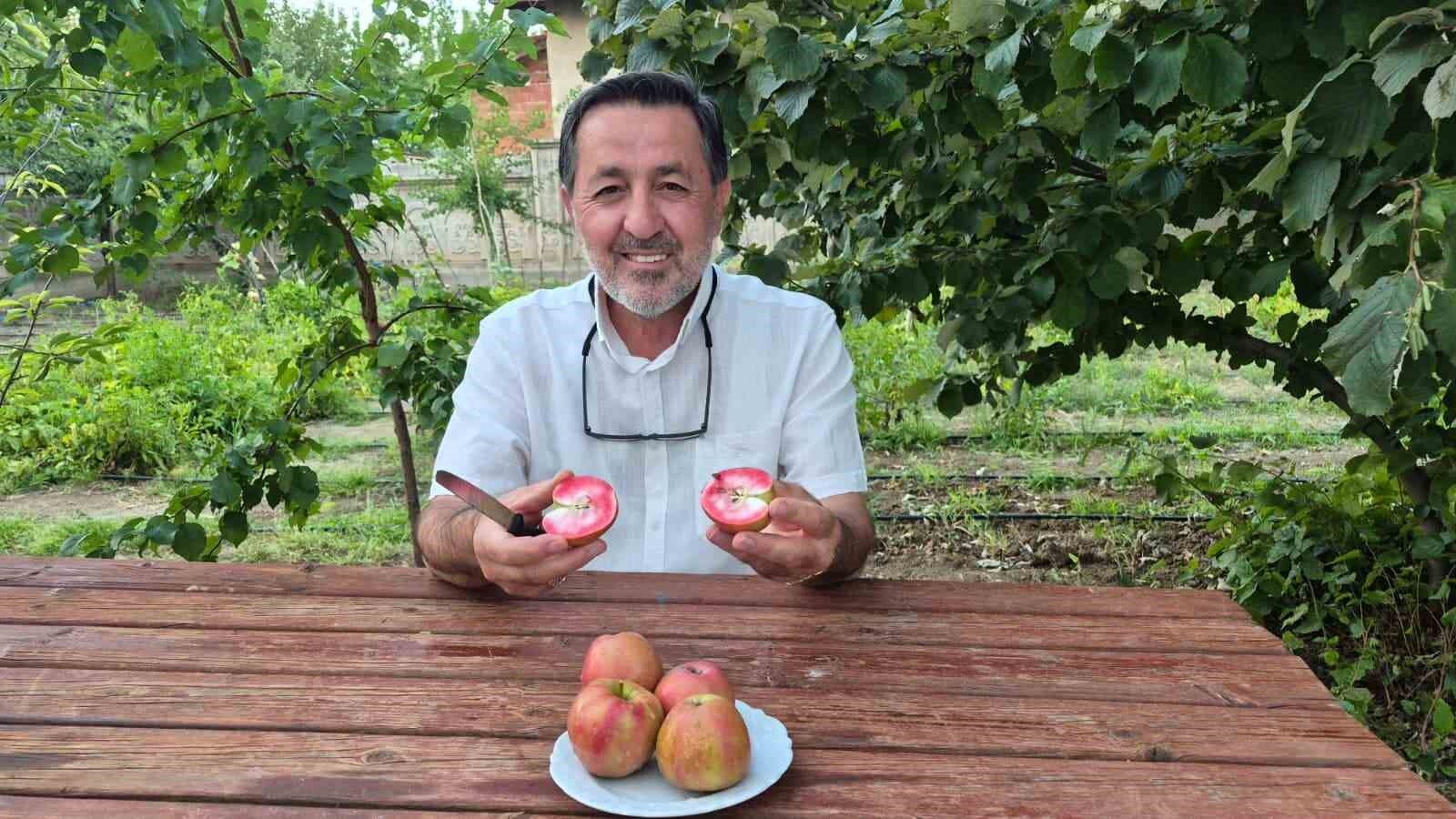 200 yıllık tescilli lezzet Sorgun'da hayat buldu: İçi dışı kırmızı elma kan şekerini dengeliyor