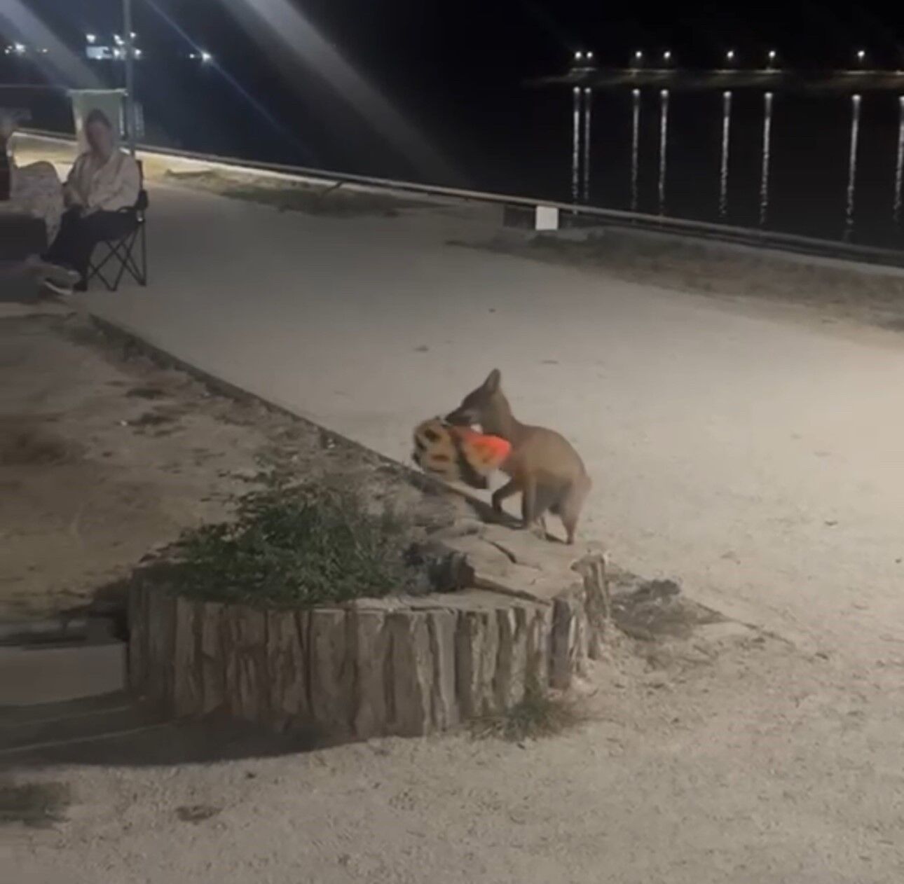 Edirne'de sevimli hırsız kamerada: Yavru tilki bisiklet kaskını kapıp kaçtı