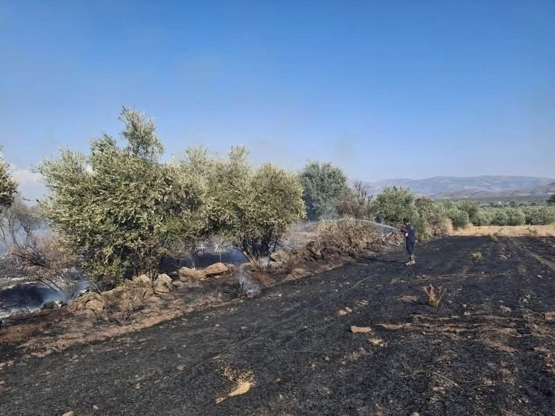 Hassa'da zeytinlik alan ve anız yangını geniş alana yayılmadan söndürüldü