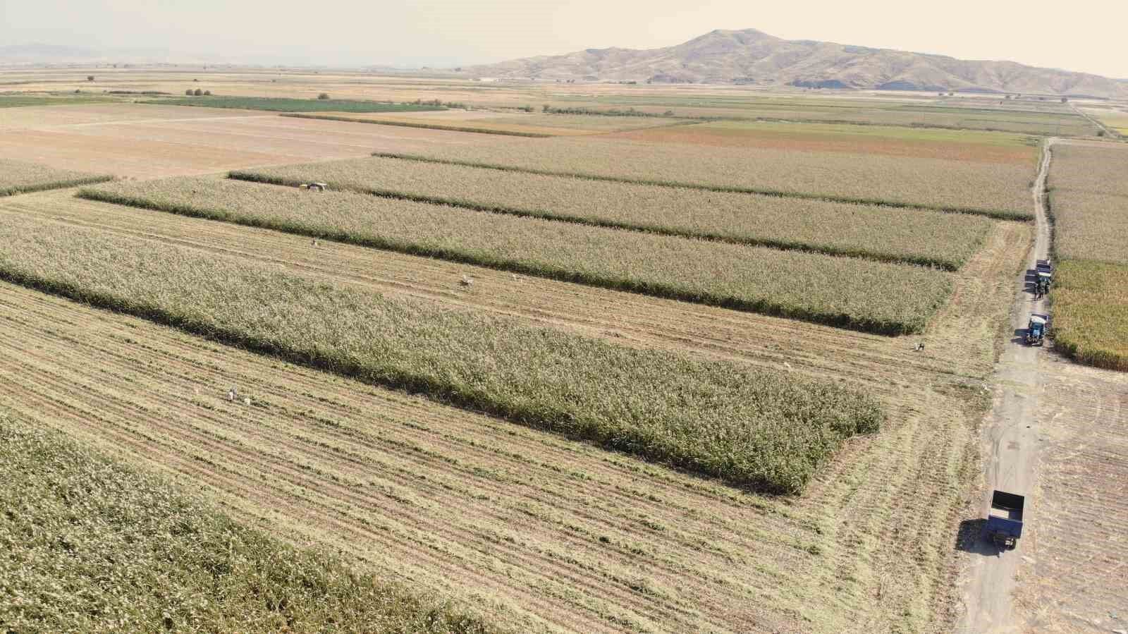 Kahramanmaraş'ta ak darı hasadına başlandı