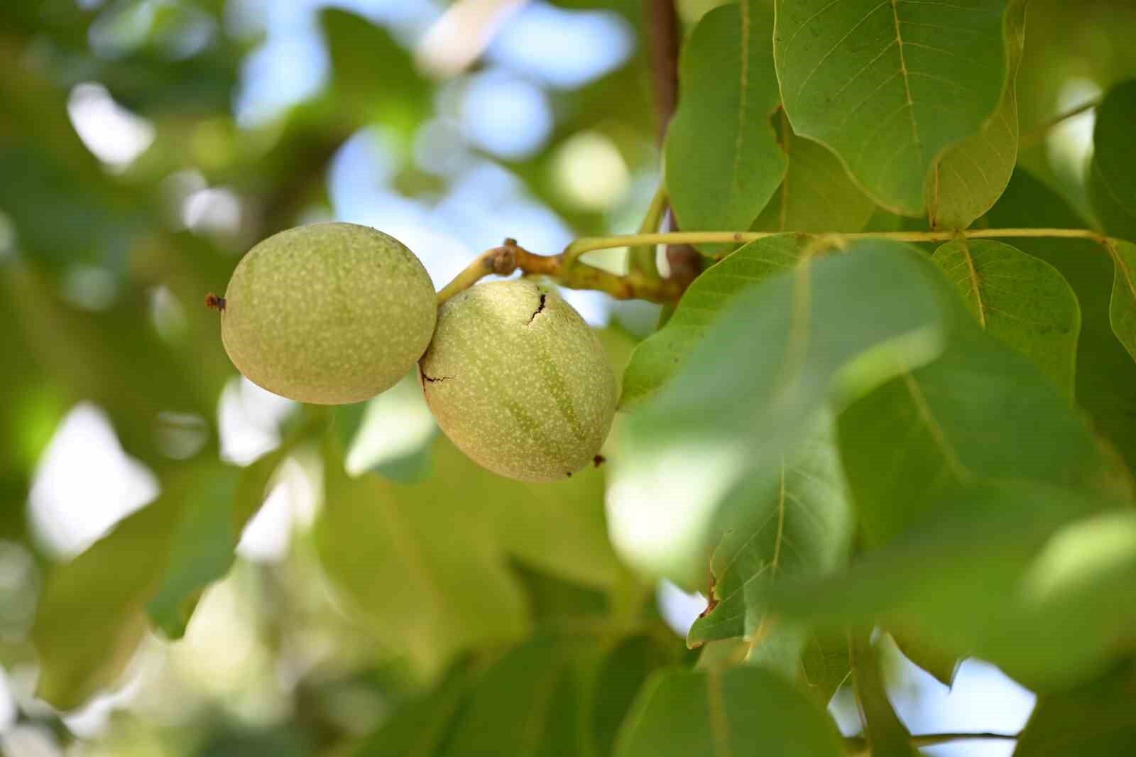 Kahramanmaraş'ta ceviz hasadı