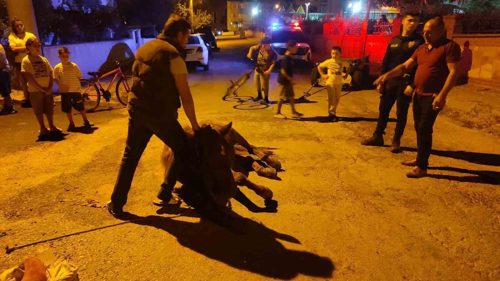 Keşan'da ata şiddet uyguladıkları iddiasıyla 2 kişi hakkında adli işlem başlatıldı