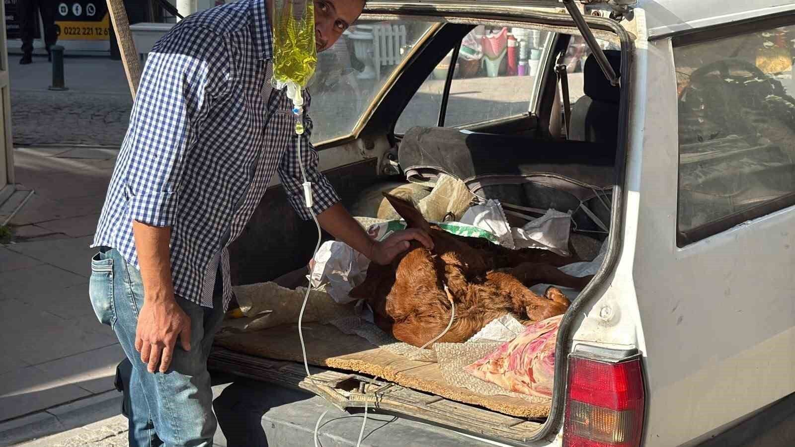 Otomobil bagajında minik 'Kezban'ın' tedavisi yapıldı
