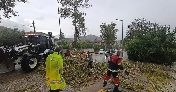 Yayladağı'nda aracın üzerine ağaç devrildi