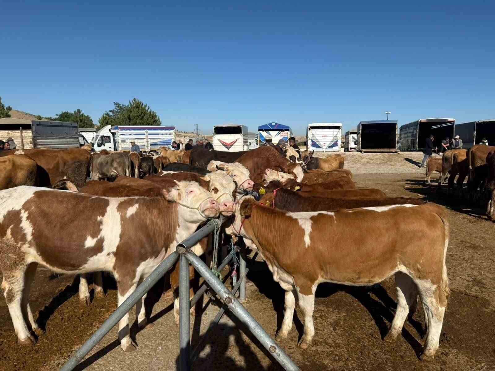 Yozgat'ta hayvan pazarları kapatıldı
