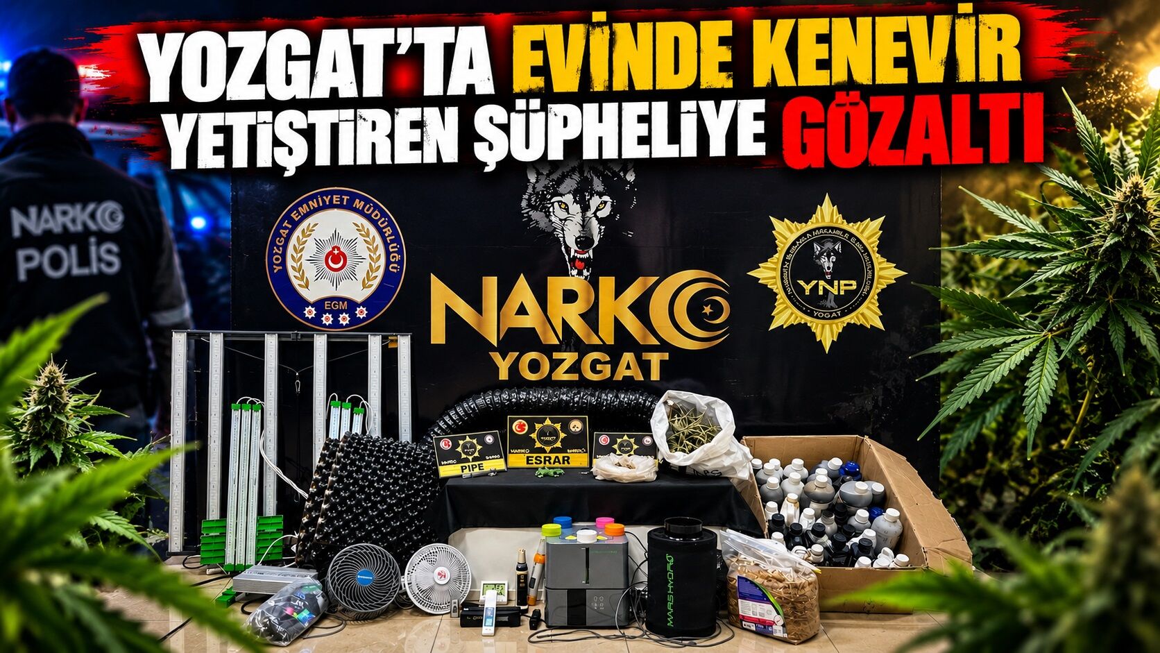 Yozgat'ta Evinde Kenevir Yetiştiren Şüpheliye Gözaltı