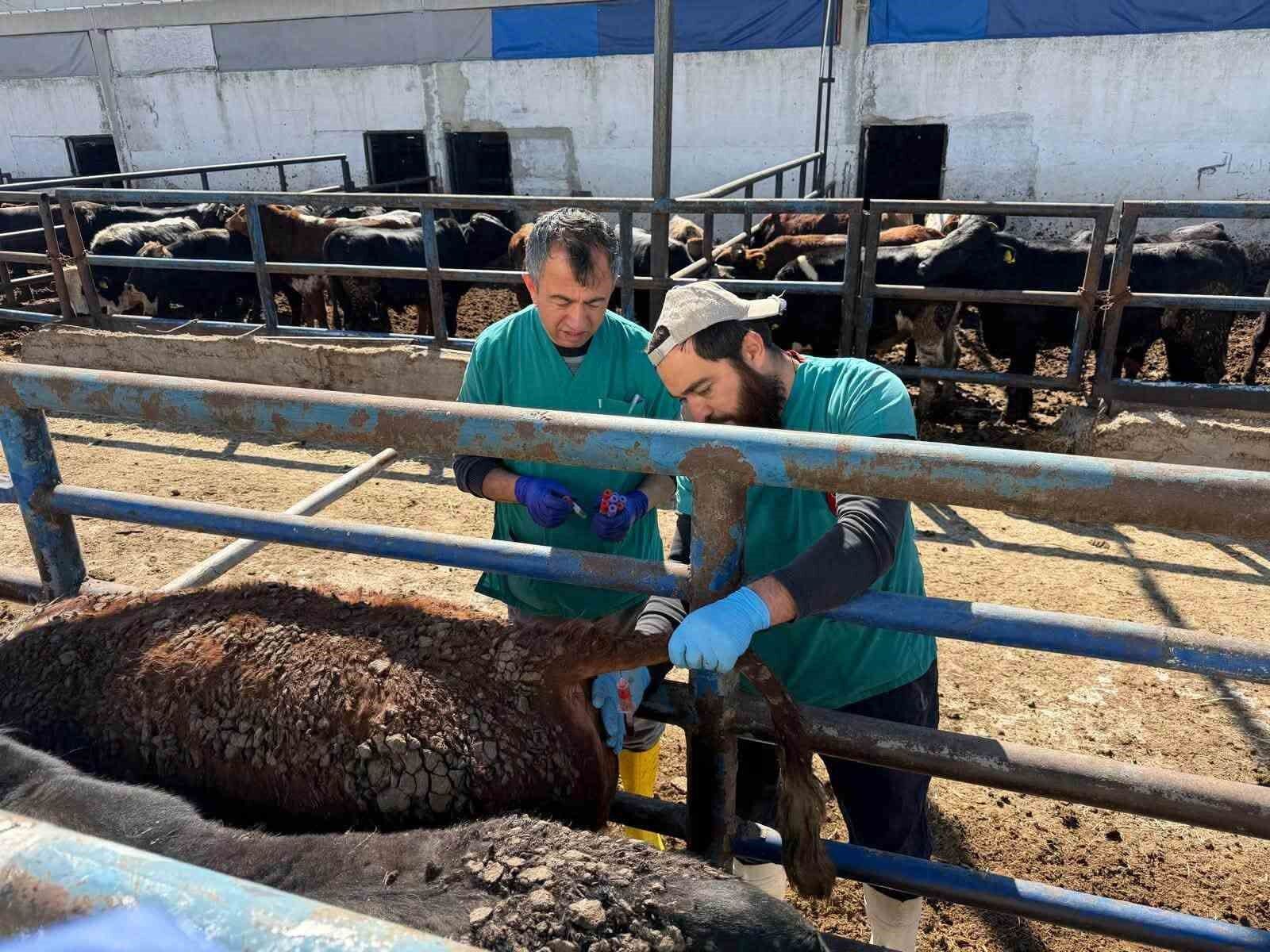 Kütahya'ya Uruguay'dan getirilen sığırlara sağlık kontrolü