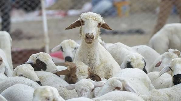 Yozgat'ta Küçükbaş Hayvancılığa 43 Milyon Tl'lik Destek